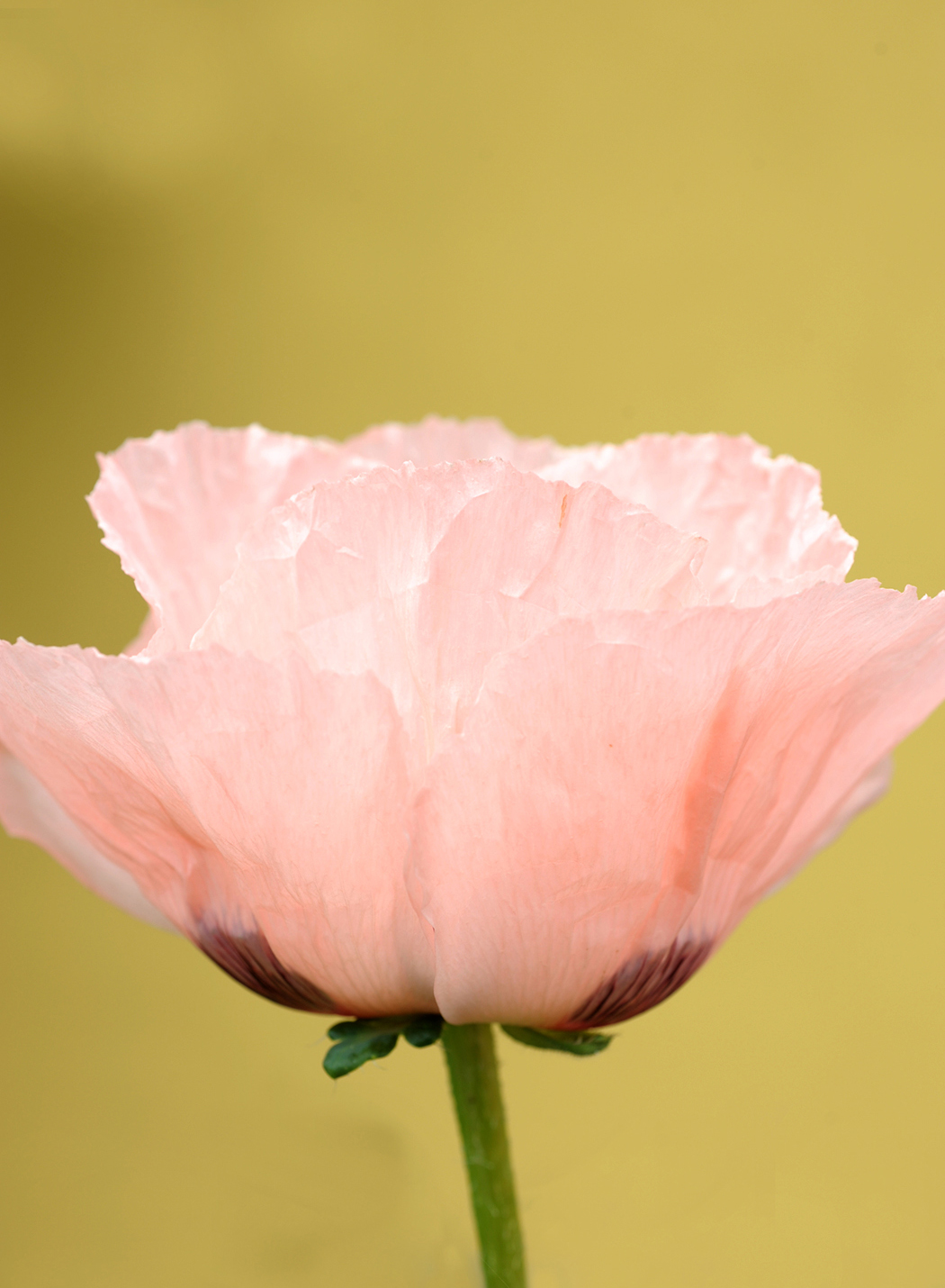 crested butte pink poppy