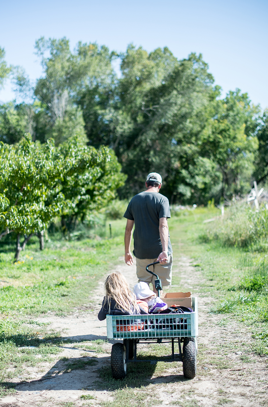 peach picking in paonia, colorado