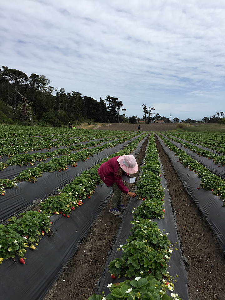 strawberry picking on the coast // alice and lois